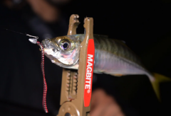 Magbite Aminomushi 3’’ 76mm Appicciato Kokulu Silikon Yem 6PCS
