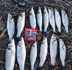 Magbite Snatch Bite Shad 3’’ 08 Orekin Bait 5PCS